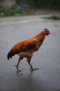 a red rooster walking across a street