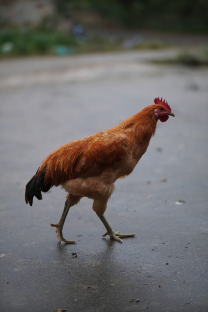 a red rooster walking across a street